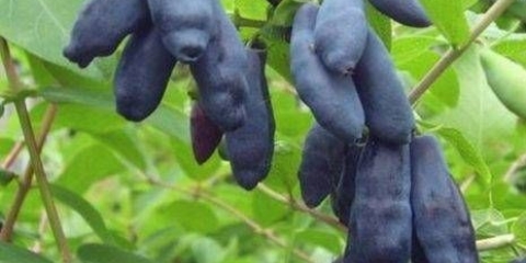 Honeysuckle pride baccara